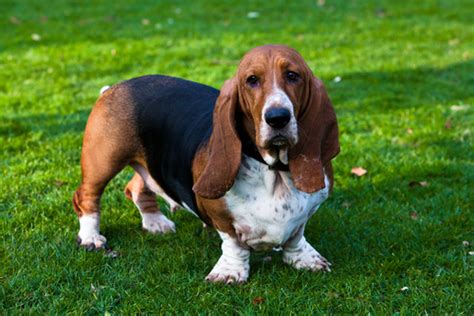 10 Best Companion Dog Breeds – iHeartDogs.com
