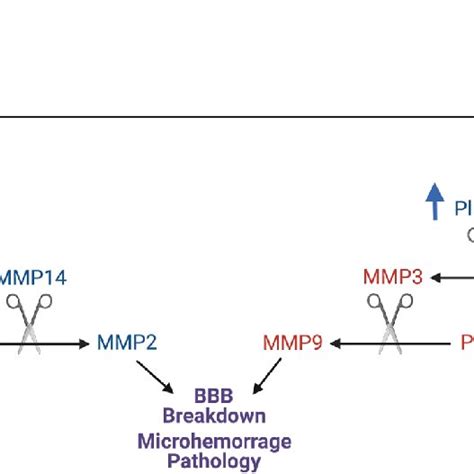 Schematic Representing The Induction And Coalescence Of The Mmp2 And