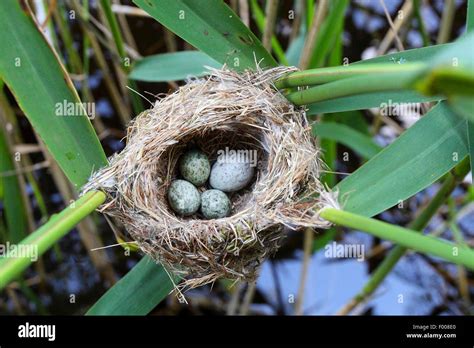 Cuckoo Bird Nest