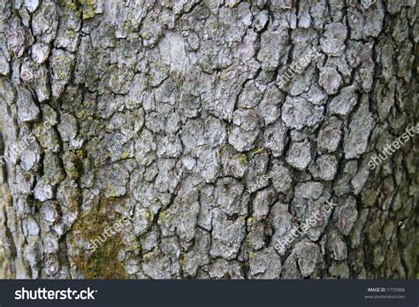 Dogwood Tree Bark (Can Be Used As Background) Stock Photo 1770988 : Shutterstock