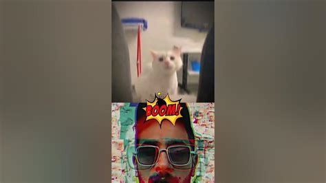 Cat Bombastic Youtube