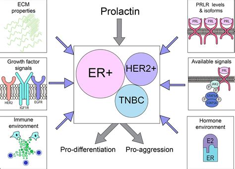 Frontiers Prolactin The Third Hormone In Breast Cancer