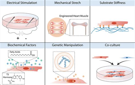 Strategies For Improving The Maturity Of Human Induced Pluripotent Stem