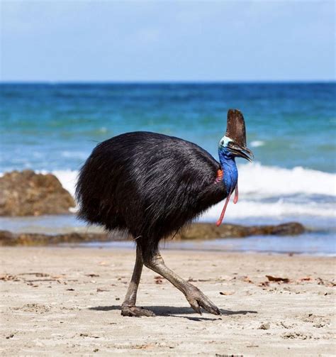 Southern Cassowary Cassowary Pet Birds Australian Animals