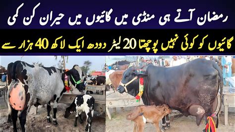 Today Malumor Mandi Jhang Update Cows Fresh Rates Youtube