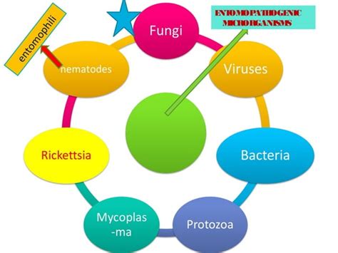 ENTOMOPATHOGENIC FUNGI 