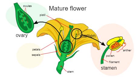 Examples Of Angiosperm