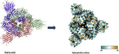 Secondary Structure And Surface Hydrophobicity Of Spike Protein Vxx