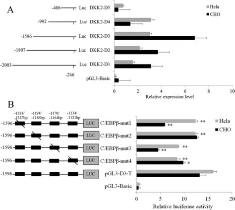 Site directed mutagenesis and 5 deletion analysis of C EBPβ binding