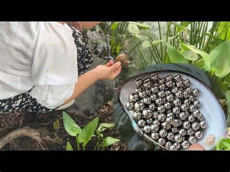 Unbelievable Pearl Hunters Picked Up Small River Mussels And Harvested