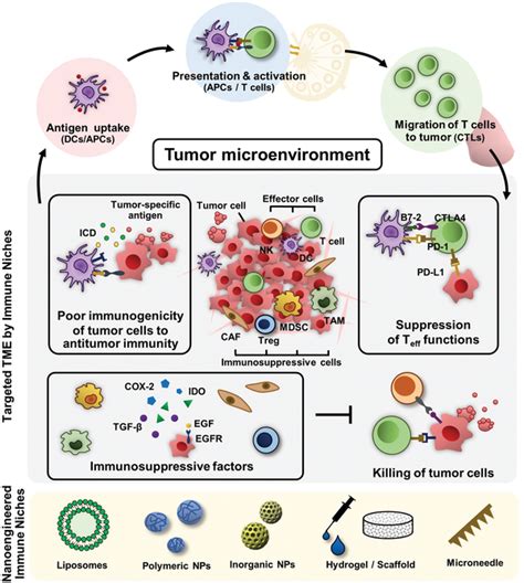 Schematic Of The Limitations Of Current Cancer Immunotherapy Which Can