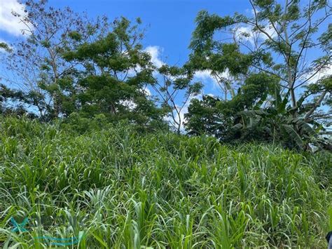 Ruta 66 Guzmán Abajo Rio Grande PR 00745 Findit