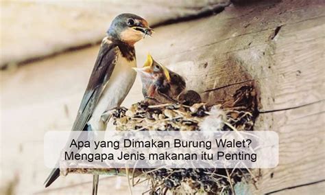 Apa Yang Dimakan Burung Walet Mengapa Jenis Makanan Itu Penting