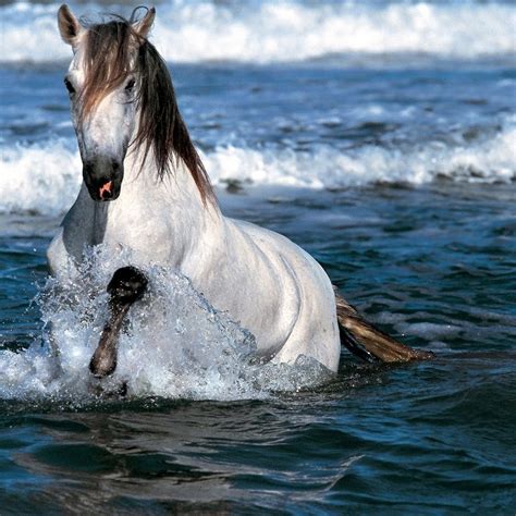 Animals Zoo Park: 9 White Running Horse Wallpapers, White Horses ...