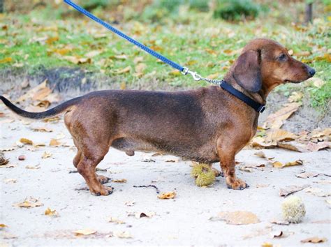 Le Teckel, de chien de chasse à animal de compagnie