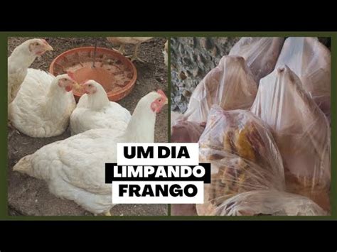 Limpando Frango Mostrando O Galinheiro Novo Youtube