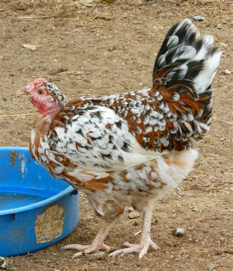 Aloha Naked Neck Rooster With Stunning Spots