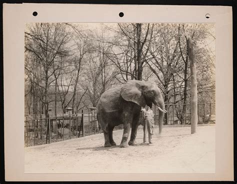 National Zoological Park, African Elephant | Free Photo - rawpixel