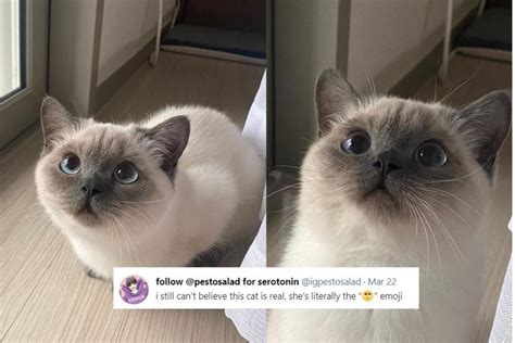 This Cat is Going Viral For its Uncanny Resemblance to the Teary-Eyed Emoji