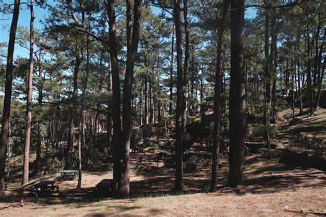 Environmental Benefits Of Baguio Citys Pine Trees Timons Cabansi