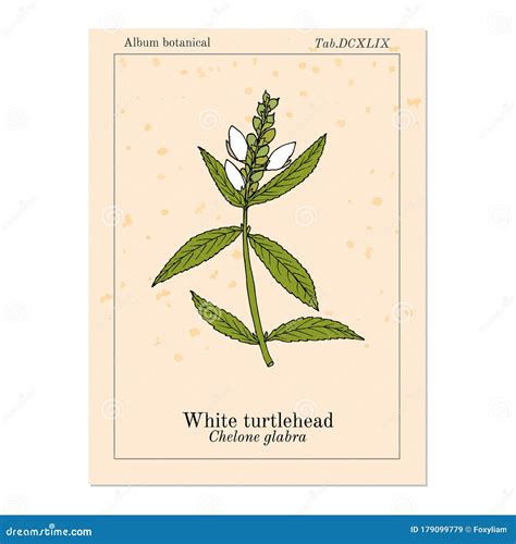 White Turtlehead Chelone Glabra , or Bitter Herb, Salt Rheum Weed
