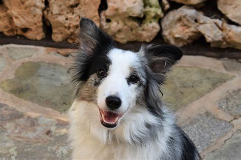 Mini Border Collie Dog Breed: Info, Pictures, Care Guide & More – Dogster