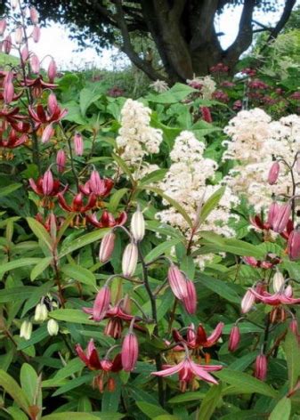 Лилия мартагон (61 фото): сорта, посадка и уход. Описание лилии и болезни