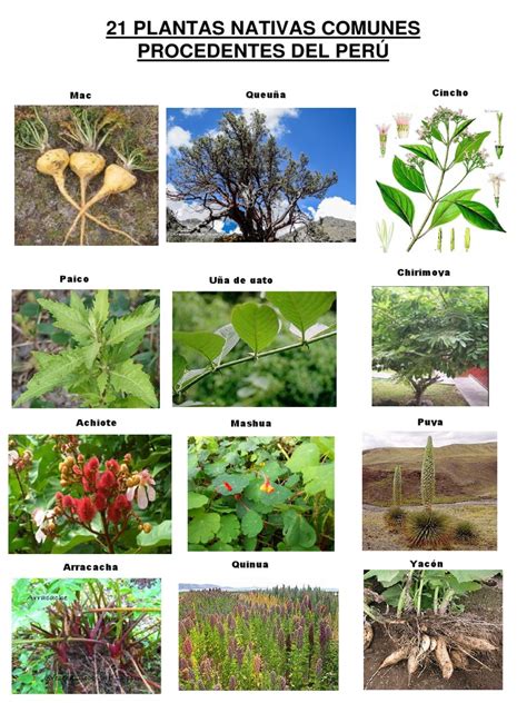 21 Plantas Nativas Comunes Procedentes Del Perú Pdf