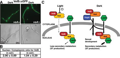 Velb Vea Laea Complex Coordinates Light Signal With Fungal Development