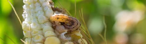 Datcp Home Corn Earworm