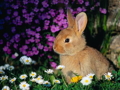 My Cute Secret: Cute Bunnies