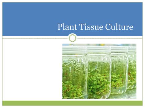 SOLUTION Plant Tissue Culture Studypool