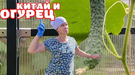 КИТАЙСКИЙ ОГУРЕЦ | ПЛЮСЫ | НЕДОСТАТКИ - YouTube