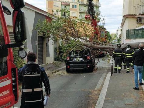 Pigneto Cade Albero Su Auto In Transito Nessun Ferito Corriere It