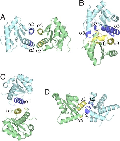 The Crystal Structure And Dimerization Interface Of Gadd Pnas