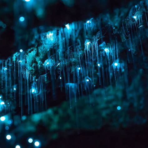 10 Best Places To Spot Glow Worms In New Zealand