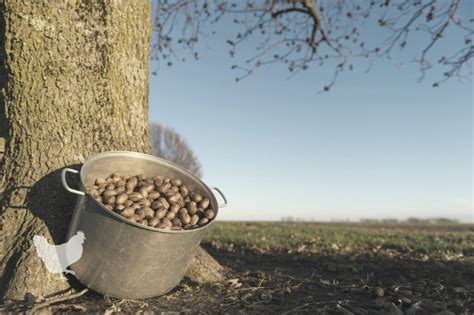 How To Make A Pecan Tree Produce? — Farm & Animals