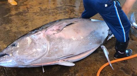 Gorgeous Bluefin Tuna Cutting Skill Youtube