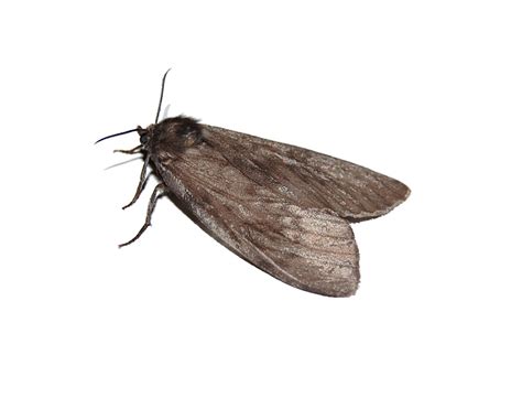 Free Night Moth Stock Photo