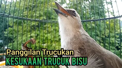 Suara Panggilan Trucukan Gacor Ngetir Panjang Ampuh Untuk Pancingan