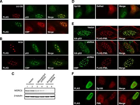 Atpase Dependent Recruitment Of Sp Cbp And P Into Pml Nbs By