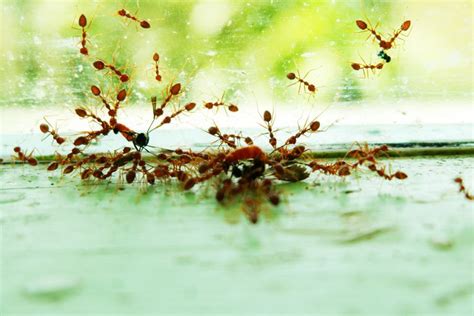 3 Easy DIY Ant Traps to Keep Ants Out of Your Home