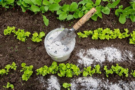 Jardinage Comment Utiliser Les Cendres De Bois Au Potager Vid O