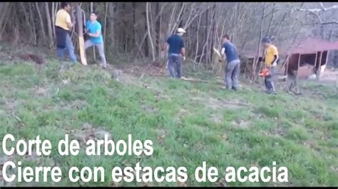 Cierre Con Estacas De Acacia Corte Y Derribo De Arboles Trabajos