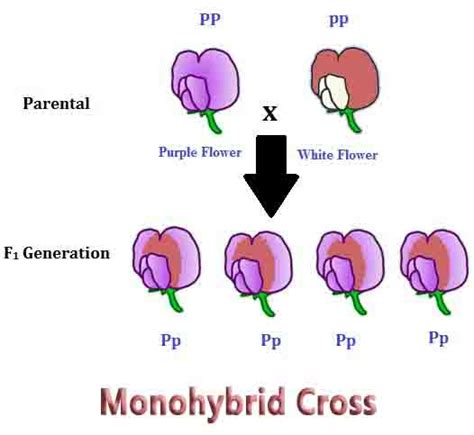 Monohybrid Cross