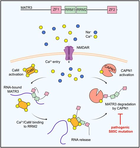 Neuronal Activity Regulates Matrin Abundance And Function In A