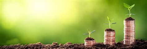 Growing Money Plant On Coins Finance And Investment Concept