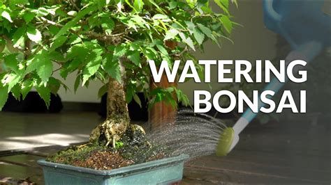 How To Water A Bonsai Tree Youtube