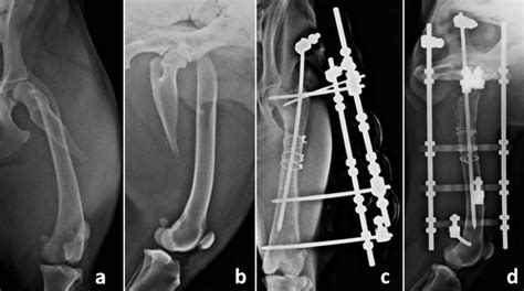 Dog Femur Fracture