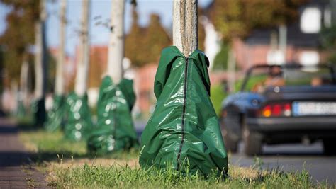 Darum hängen jetzt überall grüne Säcke an den Bäumen nw de